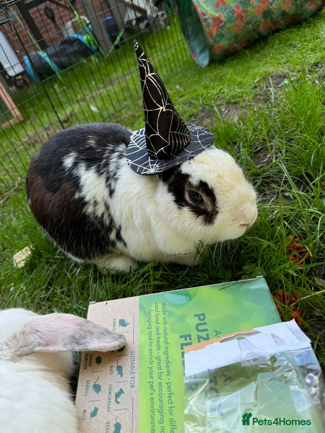 French Lop rabbits for sale: Mr ru  - Advert 3