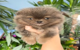 Pomeranian dogs for sale: True to type blue and chocolate boy - Image 9