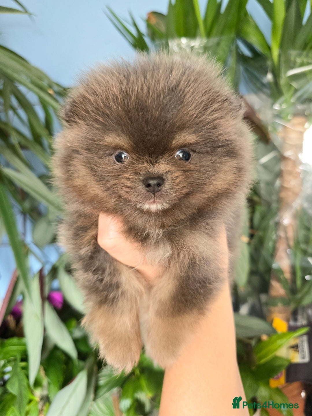 Pomeranian dogs for sale: True to type blue and chocolate boy - Image 9