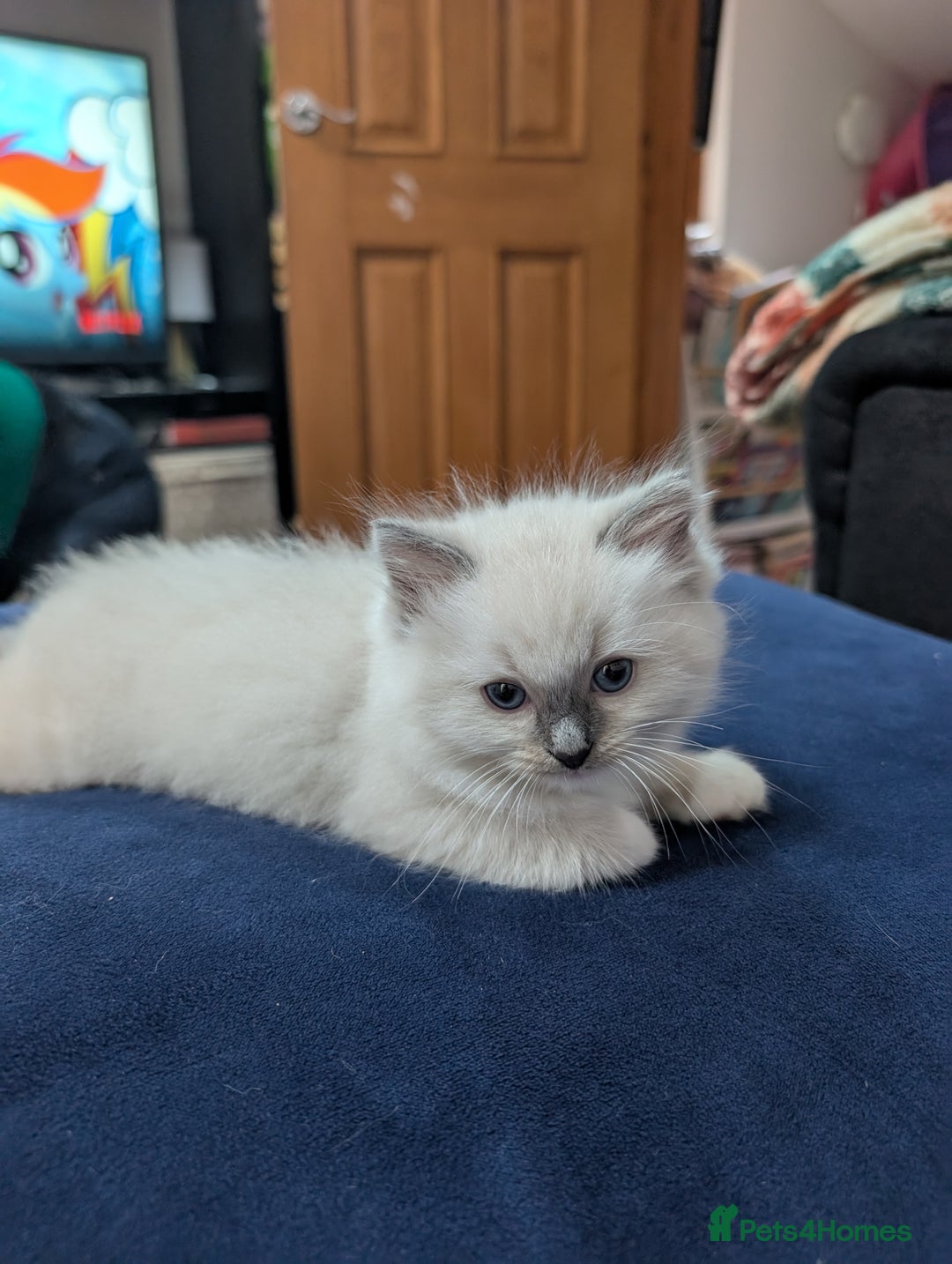 Ragdoll cats for sale: Gorgeous GCCF Registered Ragdoll Kittens Available - Image 4