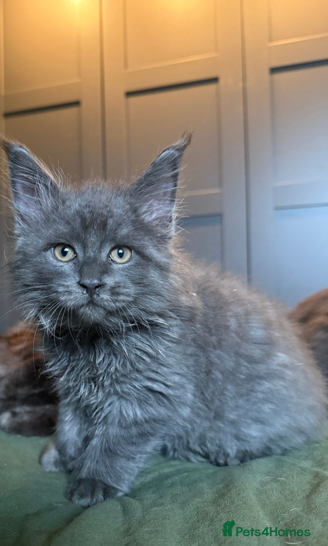 Maine Coon cats for sale: 4 pure bred Maine Coon kittens - Advert 8
