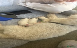 Mixed Breed dogs for sale: Bichon  Maltese  multichon - Image 4