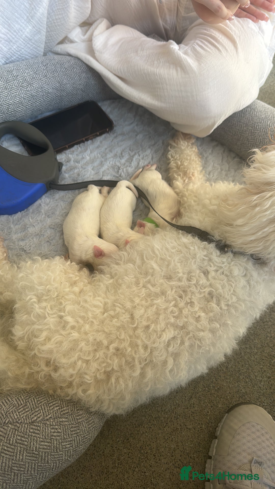 Mixed Breed dogs for sale: Bichon  Maltese  multichon - Image 4