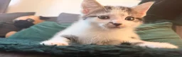Mixed Breed cats for sale: 3 Beautiful Tabby & White Kittens - Advert 10
