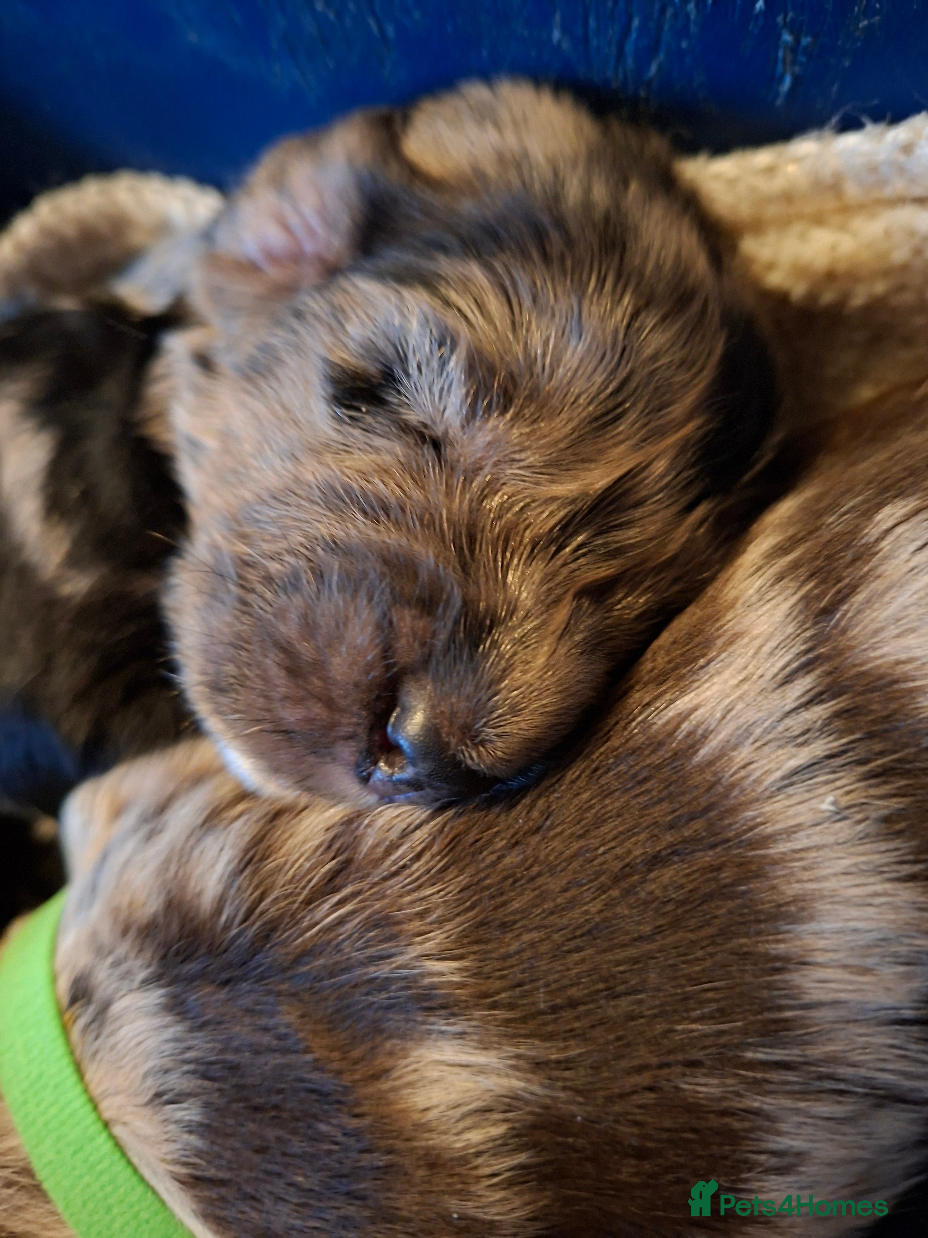 Cocker Spaniel dogs Cocker spaniel pups - Advert 1