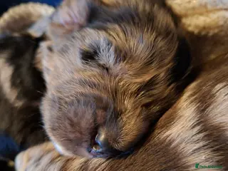 Cocker Spaniel dogs Cocker spaniel pups - Advert 14