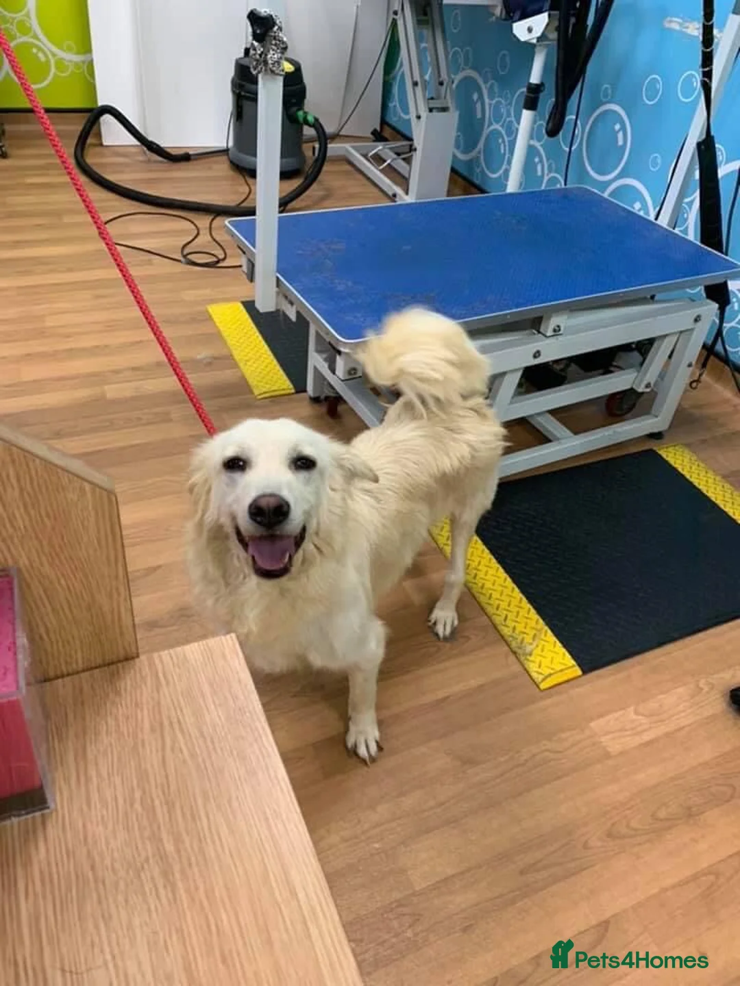 Mixed Breed dogs for adoption: Travis is looking for his perfect family x in Ayr - Advert 9