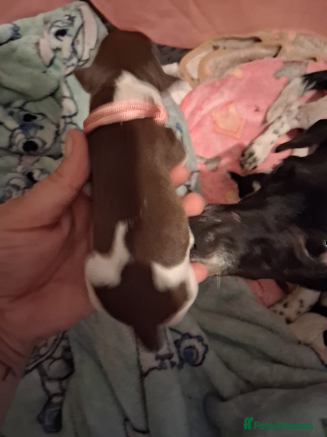 Mixed Breed dogs for sale: Jack Russell cross dachshund puppies  - Image 4