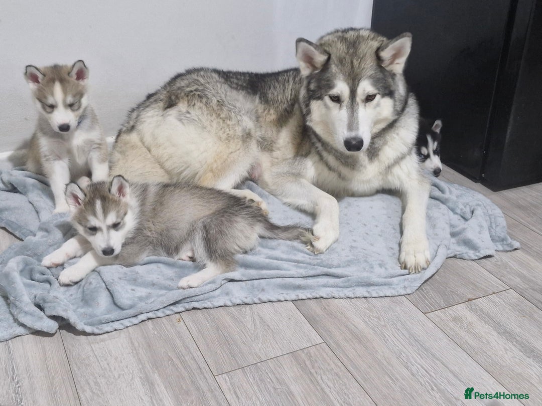 Siberian Husky dogs for sale: 8 husky pups - Advert 2