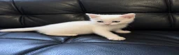 Ragdoll cats for sale: Ragdoll X domestic shorthair  - Advert 4