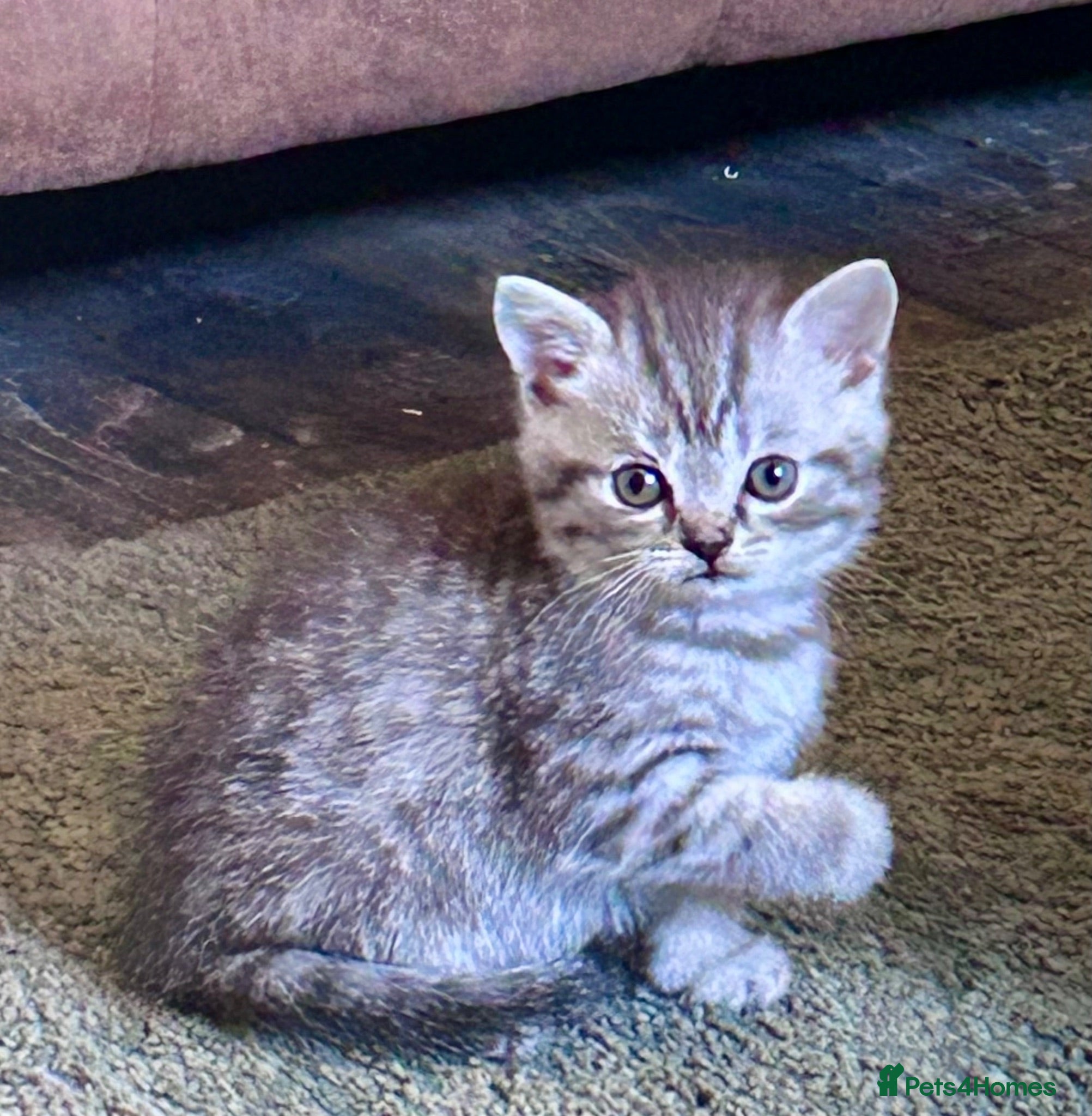 Scottish Fold cats Scottish Fold/Straight kittens - Advert 1