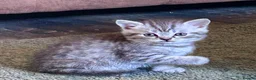 Scottish Fold cats for sale: Scottish Fold/Straight kittens - Advert 8