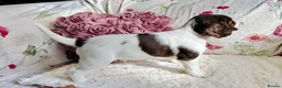 Sprocker dogs for sale: Beautiful Sprocker Spaniel pups - Advert 13