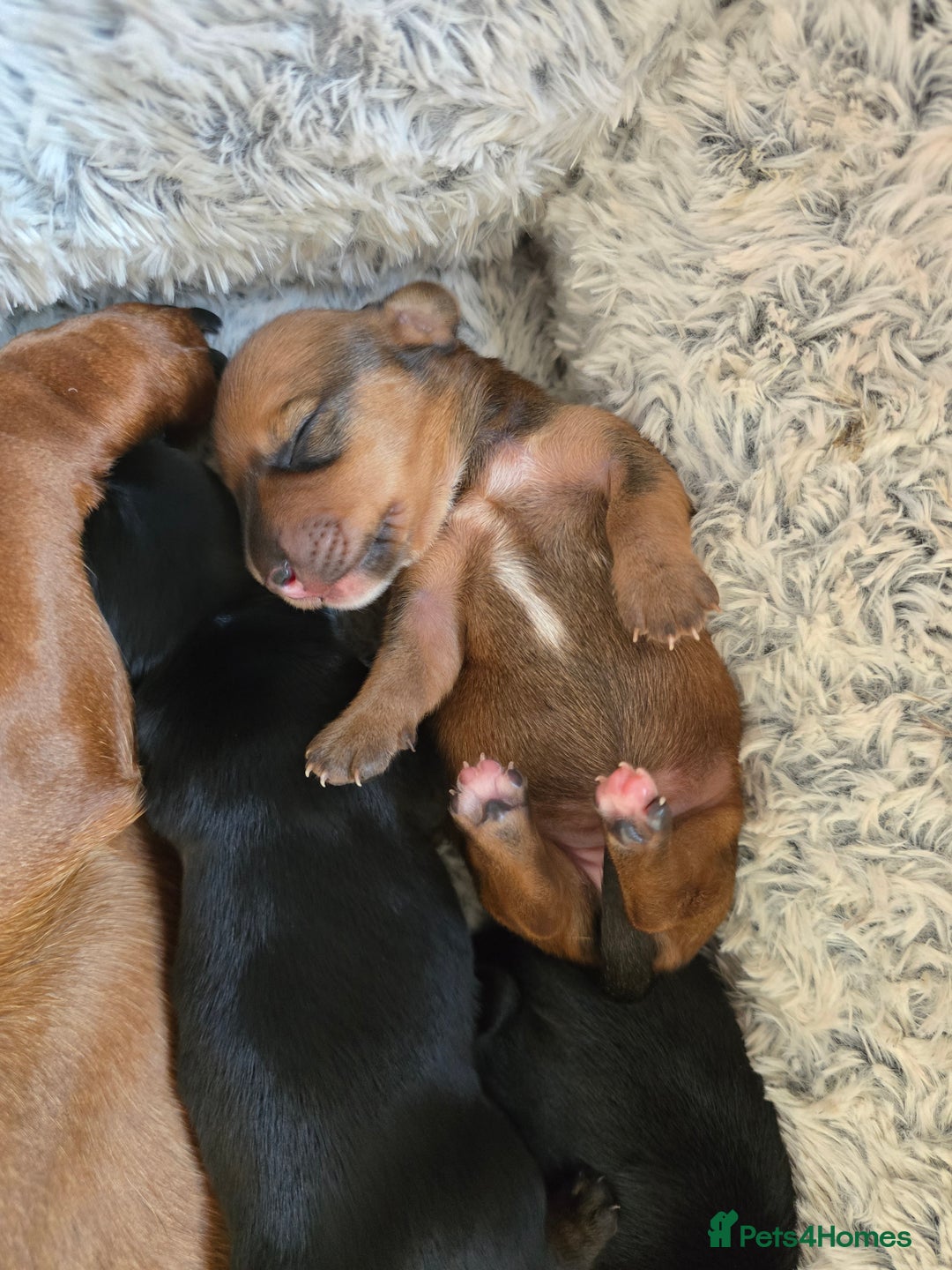 Miniature Dachshund dogs for sale: Miniature Dachshunds Seeking Forever Homes - Image 9