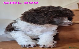 Standard Poodle dogs for sale: KC Reg Chocolate parti Standard Poodle puppies - Image 20