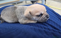 Mixed Breed dogs for sale: 3/4 frenchy 1/4 collie pups - Image 2