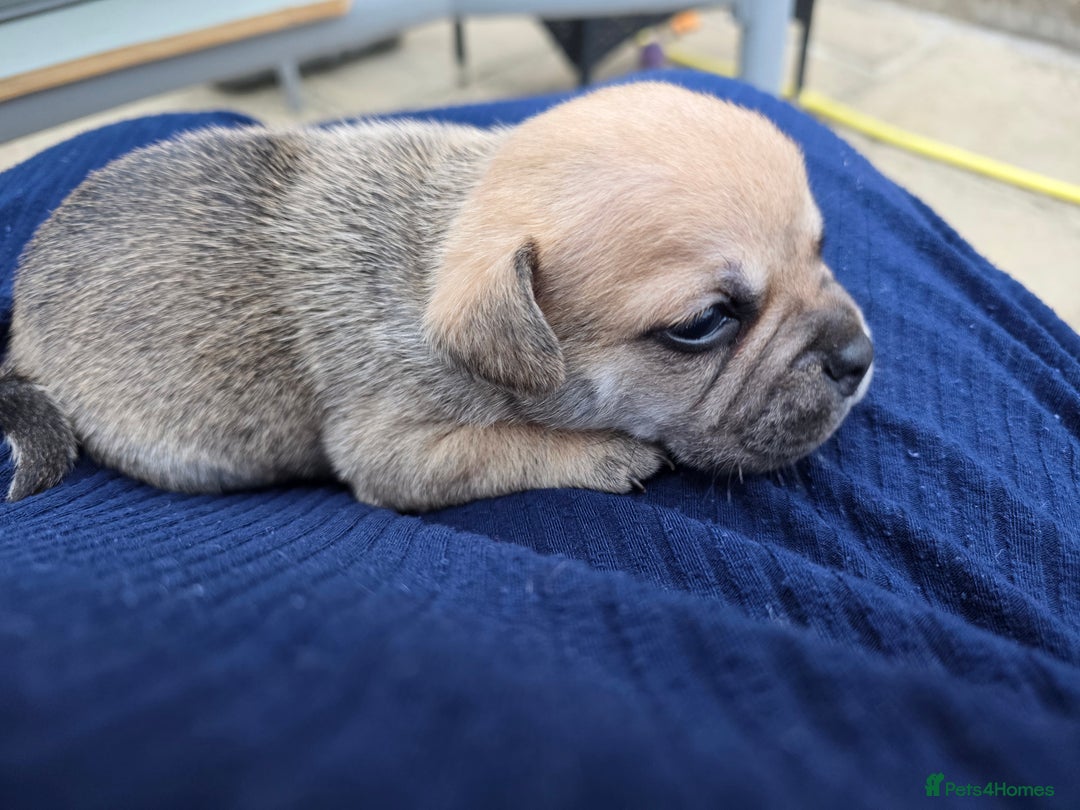 Mixed Breed dogs for sale: 3/4 frenchy 1/4 collie pups - Image 2