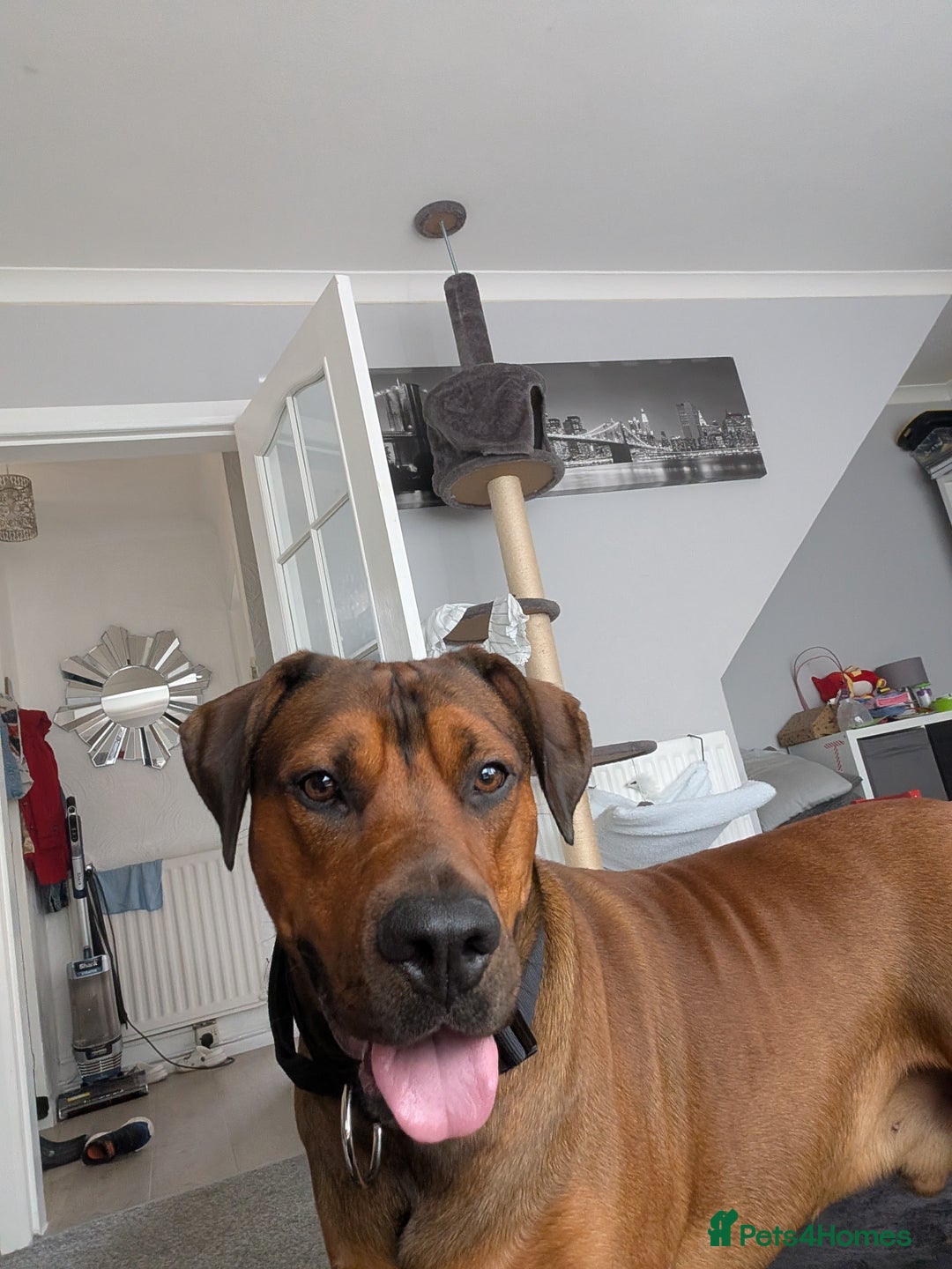 Mixed Breed dogs for sale: Lex 2 year old boy - Image 3