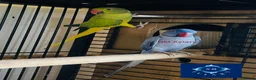 Parakeets birds for sale: Indian Ringneck parrot  - Advert 4