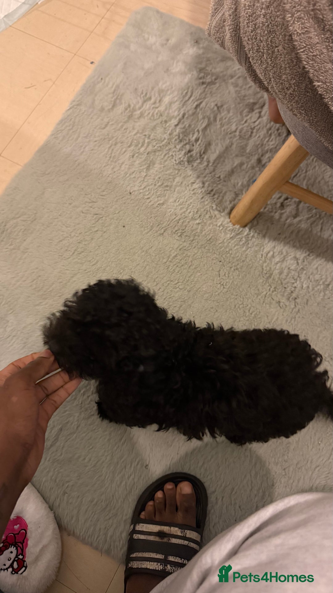 Cockapoo dogs for sale: Adorable Female Cockapoo Puppy for Sale - Advert 15