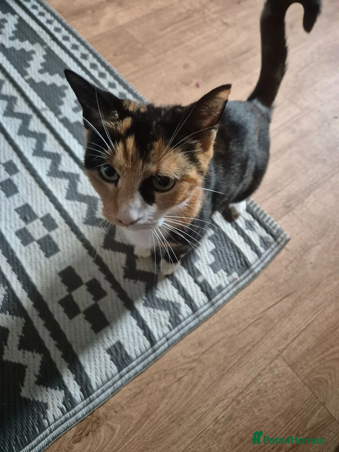 Domestic Shorthair cats for sale: Kittens ready for their forever home - Advert 1