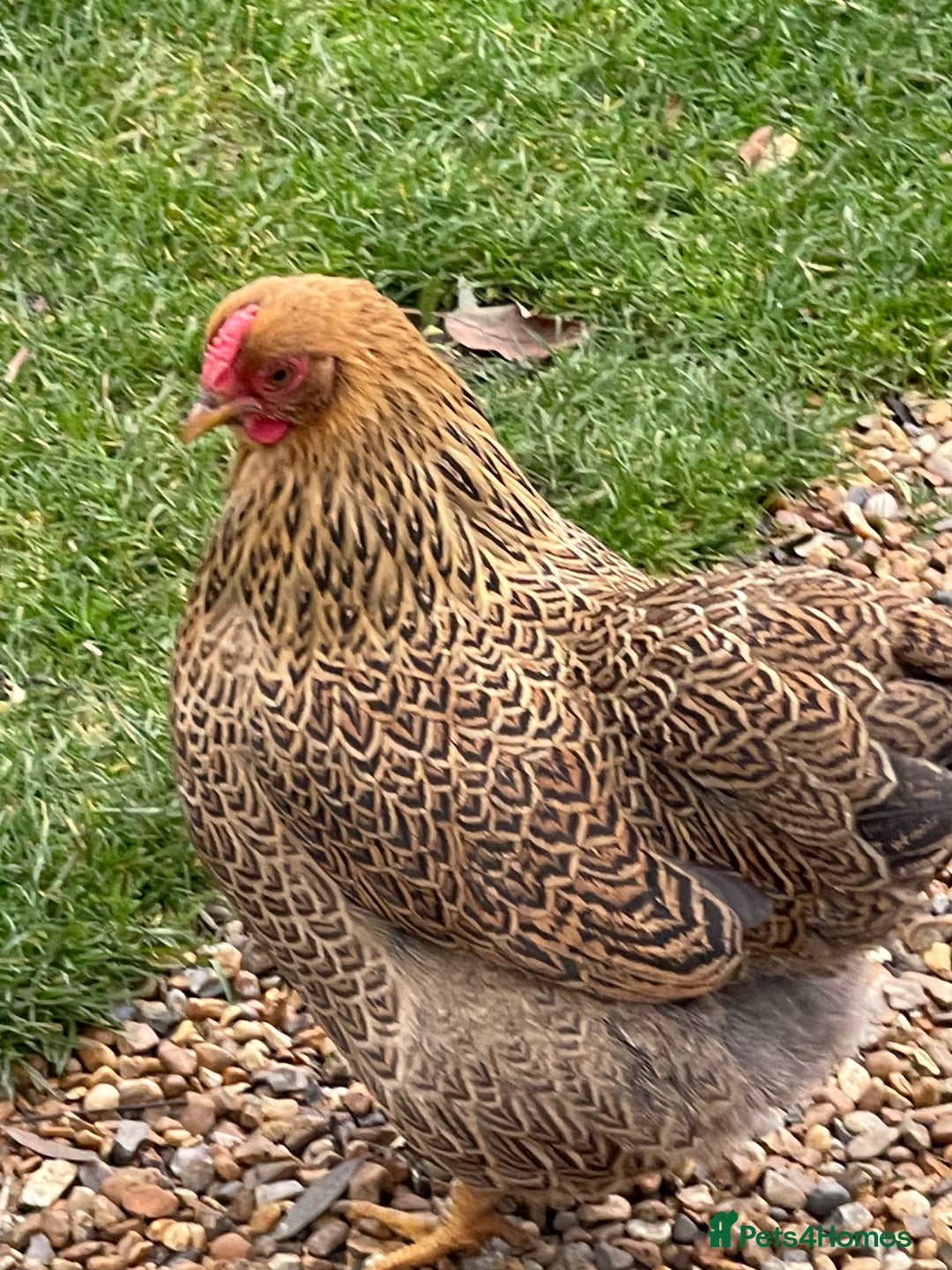 Chickens poultry for sale: BANTAM WYANDOTTE HENS & COCKERELS - Advert 15