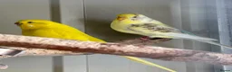 Budgerigars birds for sale: 2 female budgies - Advert 2