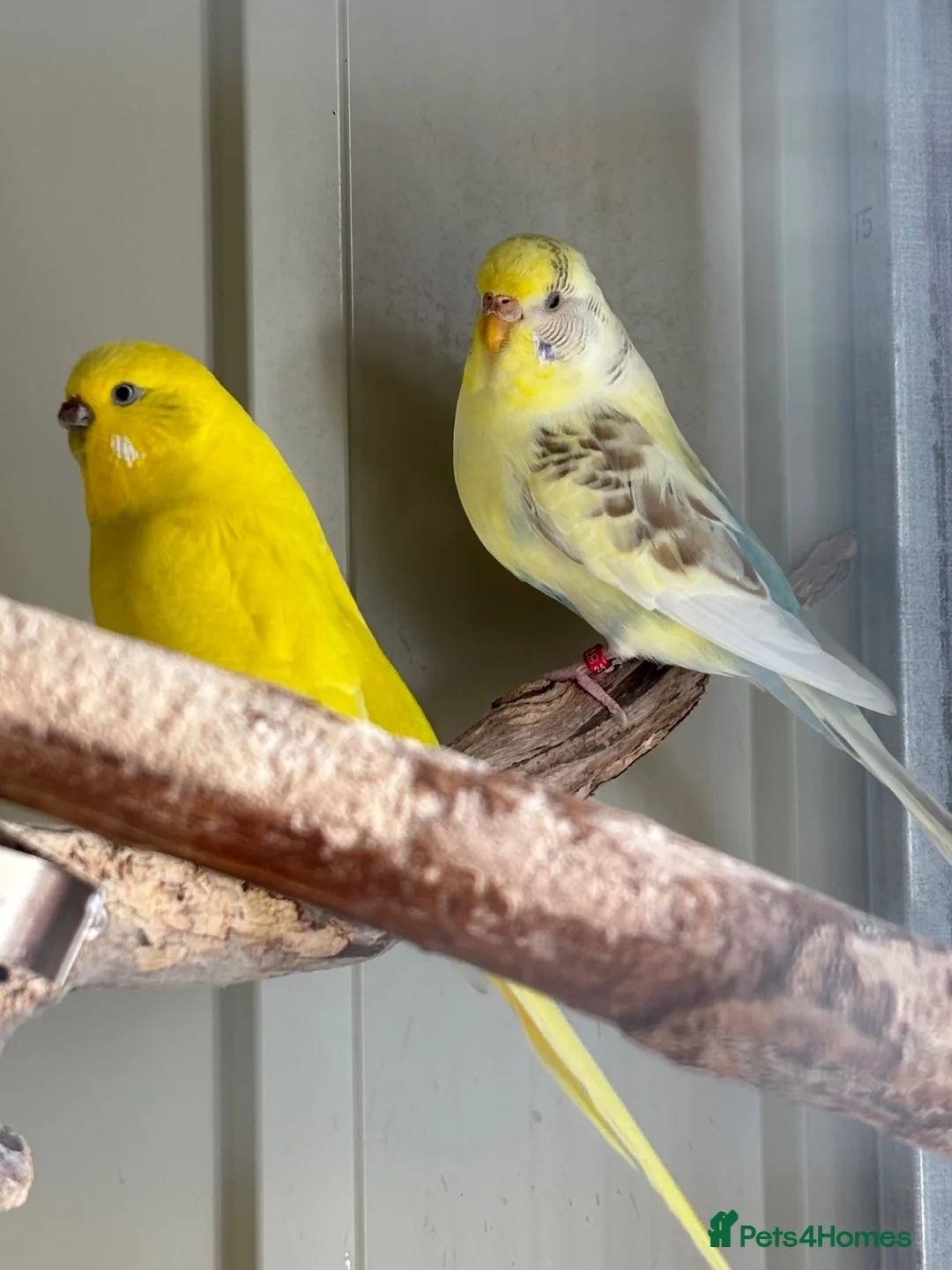 Budgerigars birds for sale: 2 female budgies - Advert 2