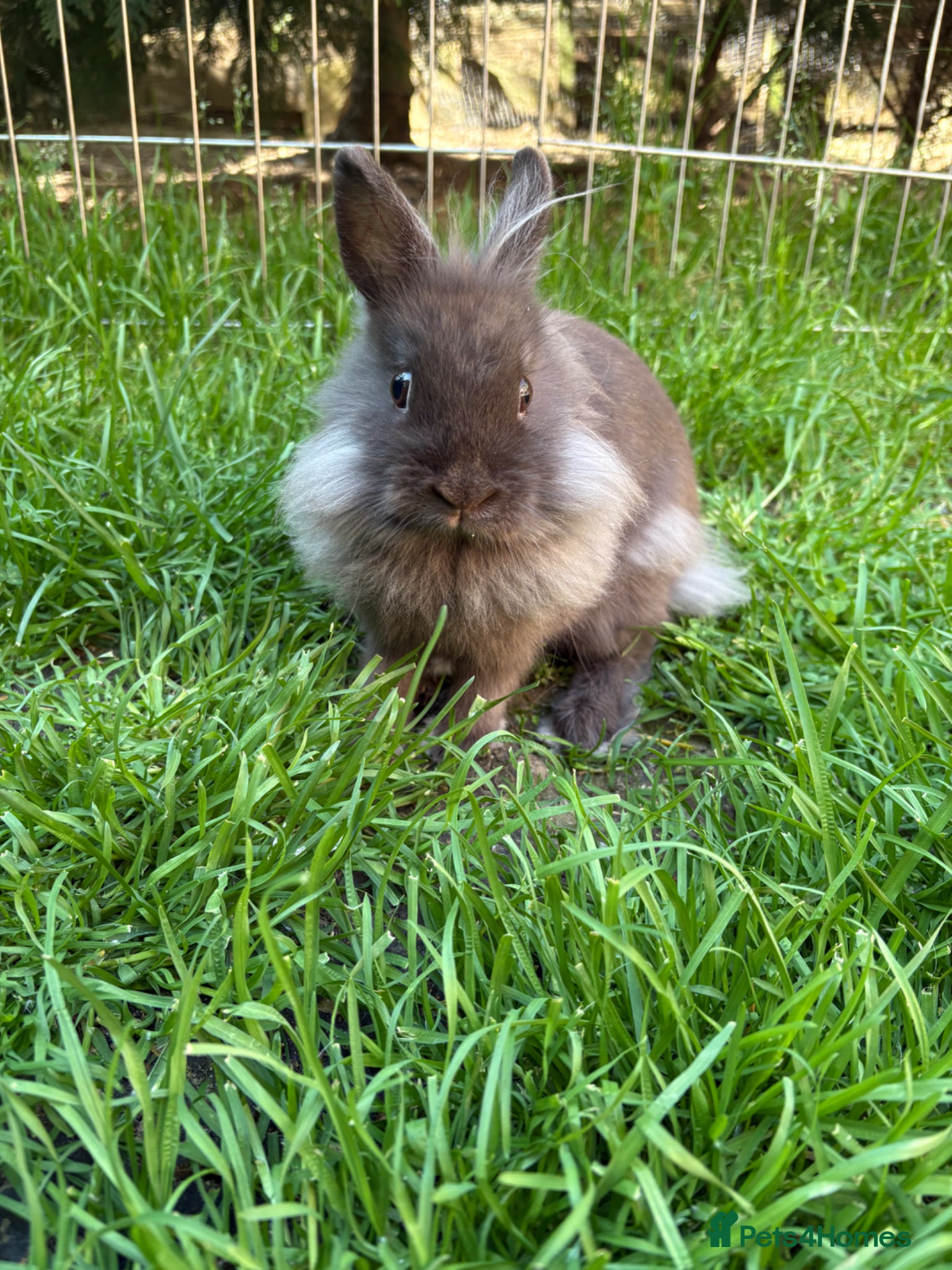 Angora rabbits Teddydwerg girl  - Advert 4