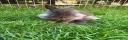 Angora rabbits for sale: Teddydwerg girl  - Advert 1