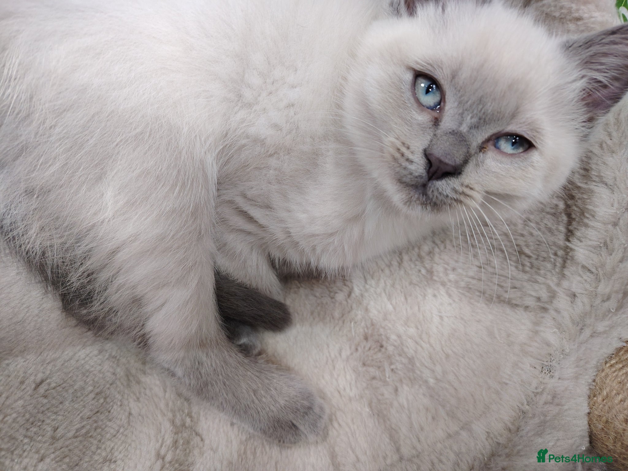 Ragdoll cats 1 male blue point Ragdoll Kitten  ready to leave  - Advert 11