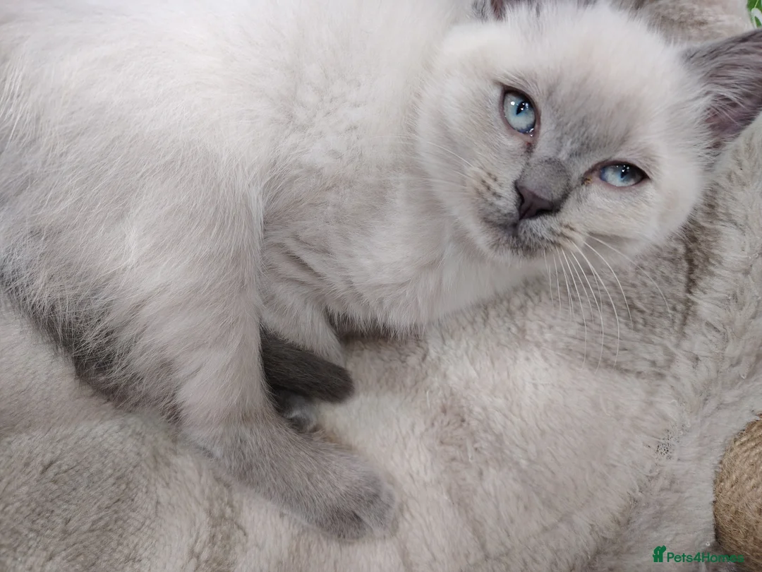 Ragdoll cats for sale: 1 male blue point Ragdoll Kitten  ready to leave  - Advert 1