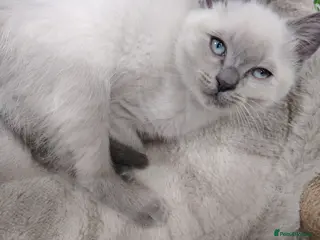 Ragdoll cats 1 male blue point Ragdoll Kitten ready to leave - Advert 2