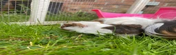 Guinea Pig rodents for sale: Cute Abyssinian-longhaired sow/ female  in Ashford - Advert 5