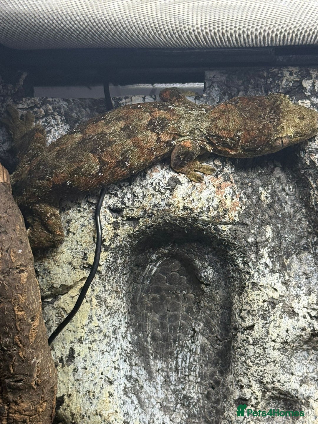 Gecko reptiles for sale: Breeding pair chahoua gecko  - Image 4