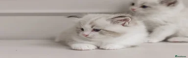 Ragdoll 2