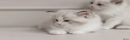 Ragdoll cats for sale: Best Ragdoll kittens - Advert 3