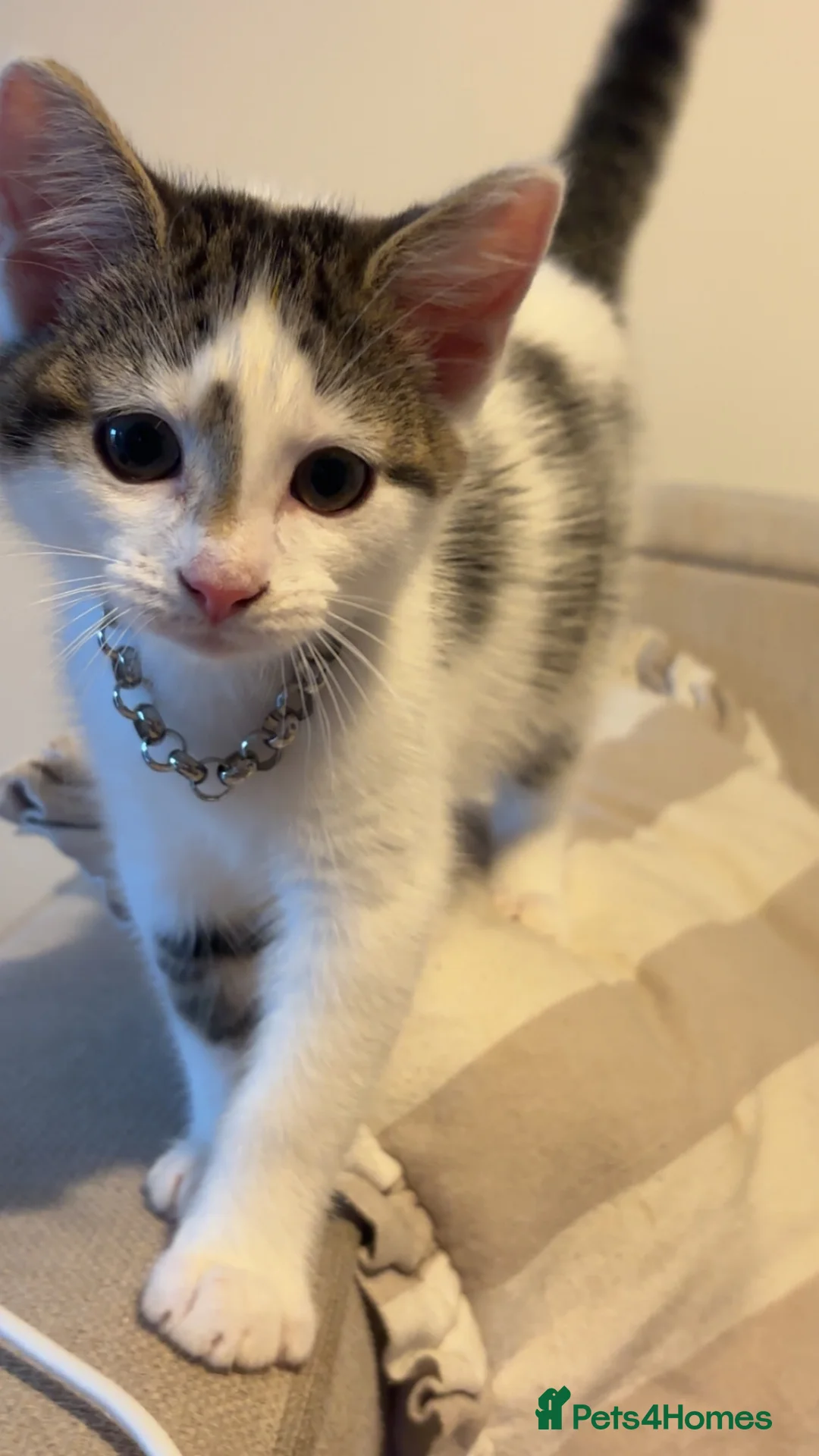 Mixed Breed cats for sale: Beautiful female kitten  - Advert 2