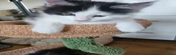 Maine Coon cats for sale: Maine Coon Kittens – GCCF Registered  Boys - Advert 13
