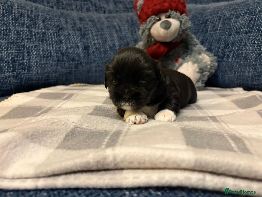 Lhasa Apso dogs for sale: Lhasa Apso Male Puppies for Sale  - Advert 9