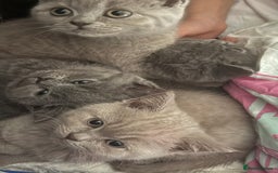 British Shorthair cats for sale: British Shorthair Kittens  - Image 6