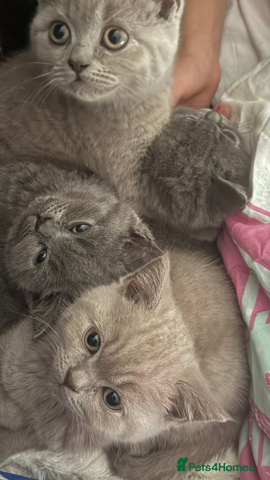 British Shorthair cats for sale: British Shorthair Kittens  - Image 6