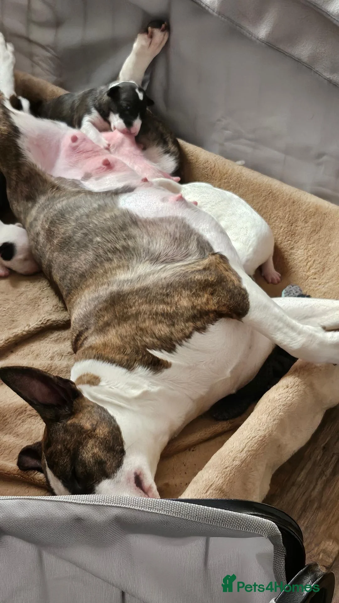 English Bull Terrier dogs for sale: Stunning English Bull Terrier puppies - Advert 3