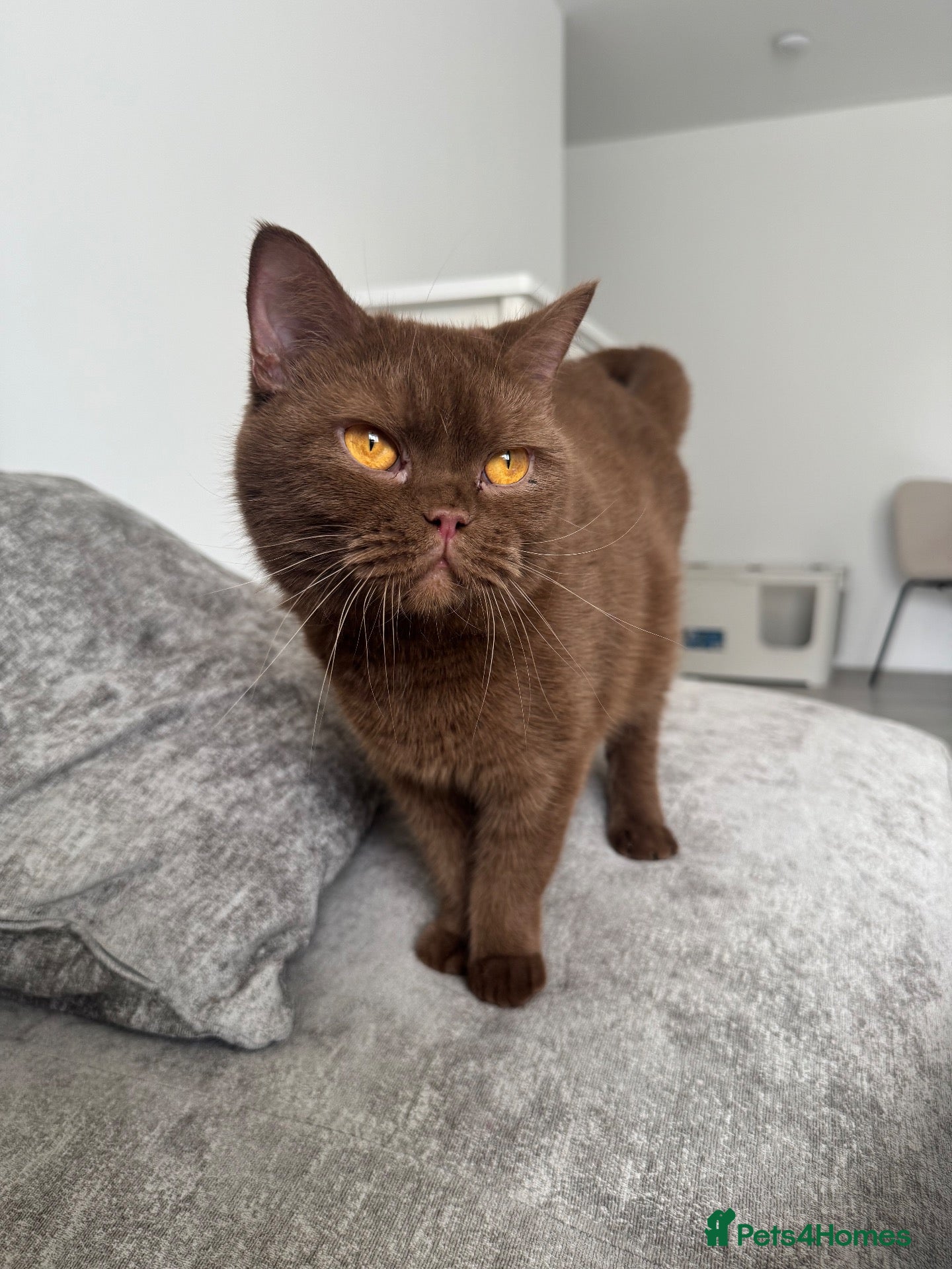 British Shorthair cats 🐾🤎 **STUNNING CINNAMON BRITISH SHORTHAIR GIRL - Advert 1