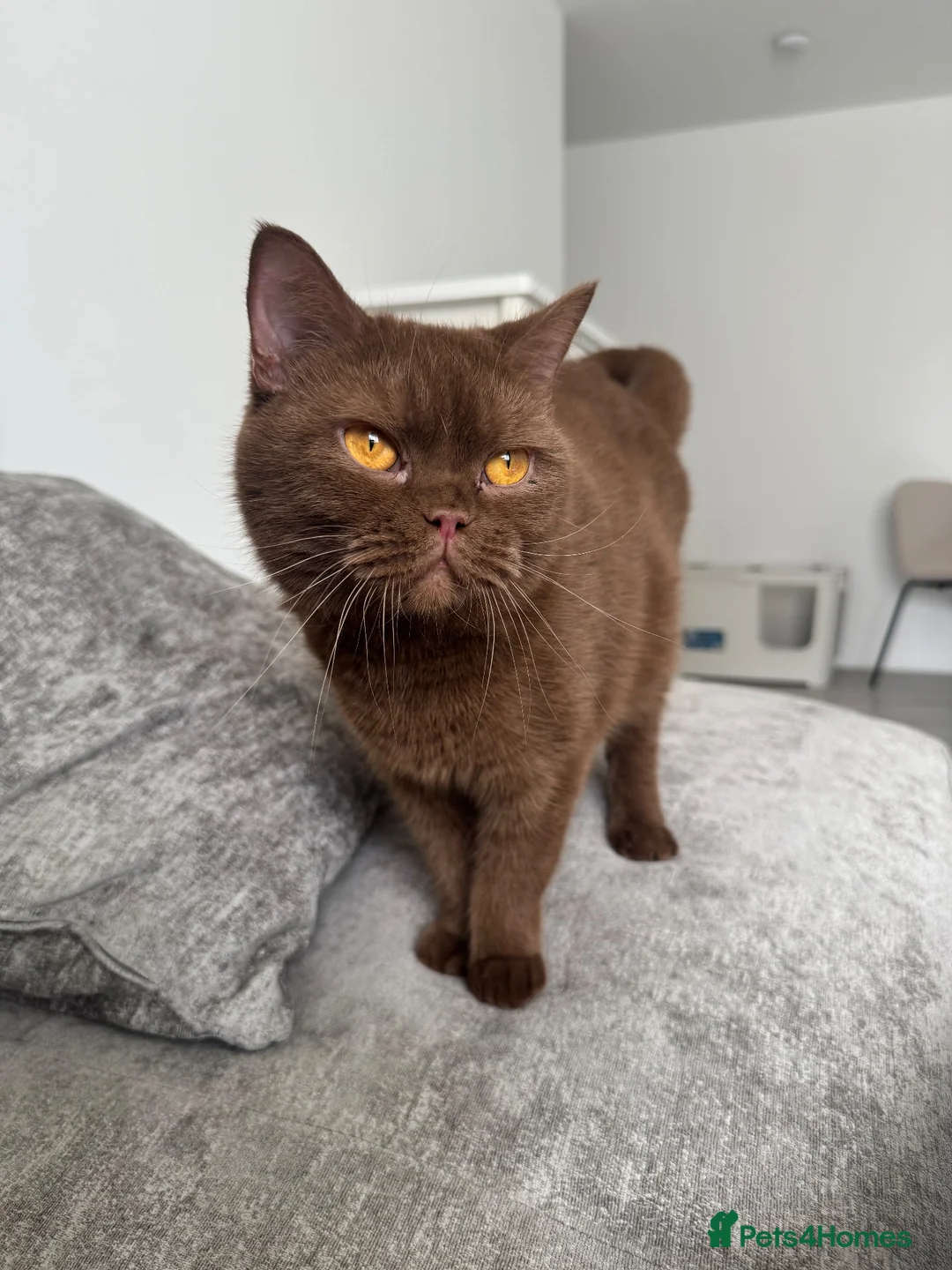 British Shorthair cats for sale: 🐾🤎 **STUNNING CINNAMON BRITISH SHORTHAIR GIRL - Advert 1