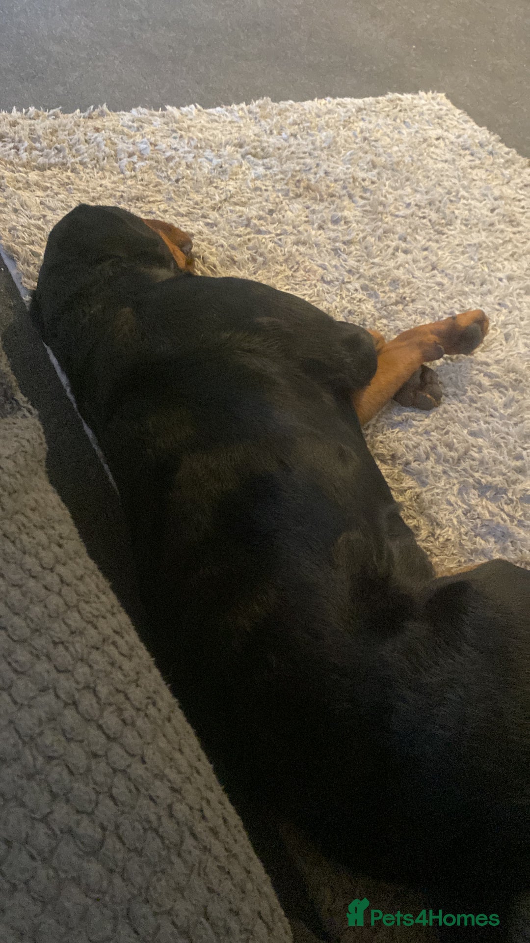 Rottweiler dogs for sale: Beautiful Rottweiler  - Advert 2