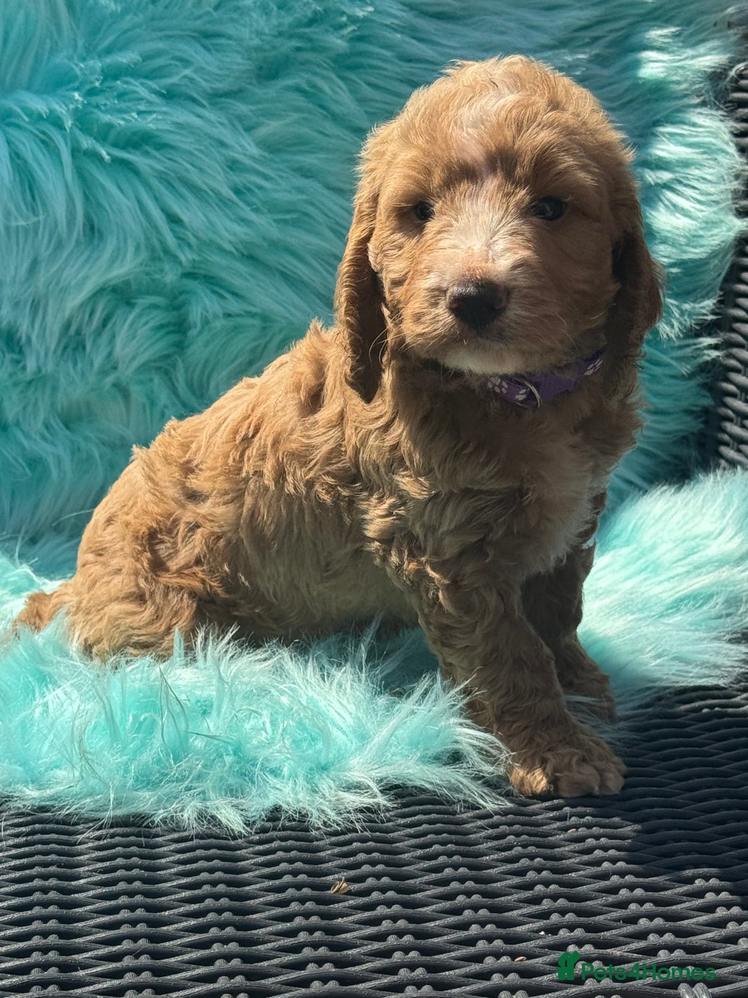 Cockapoo dogs for sale: Stunning Cockerpoo’s available  - Image 9