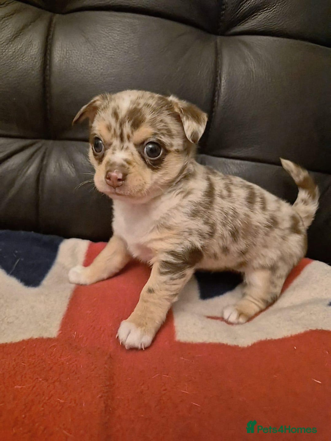 Chihuahua dogs for sale: Two amazing boys - Advert 3