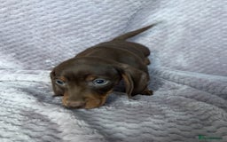 Miniature Dachshund dogs for sale: Kc reg mini dachshunds - Advert 2