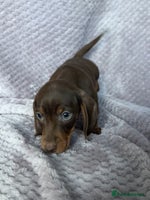 Miniature Dachshund dogs Kc reg mini dachshunds - Advert 4